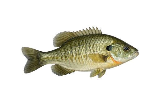 Freshwater bluegill sunfish also known as shellcracker,  isolated on transparent background. Small green panfish with orange belly, wildlife river and lake fish specimen for fishing design.
