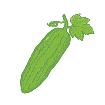 Bitter Melon Vector Illustration, Filled Line Bitter Gourd Pare Graphic with Leaf for Asian Cuisine, Herbal Medicine, and Healthy Vegetable Design