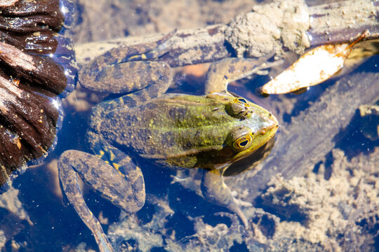 Green frog amphibian mating in spring in lakes and ponds