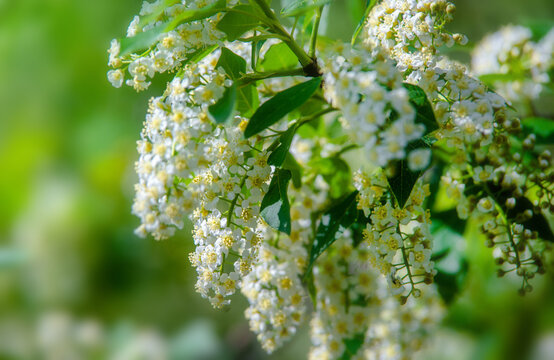 Bird cherry branches in the garden in spring
