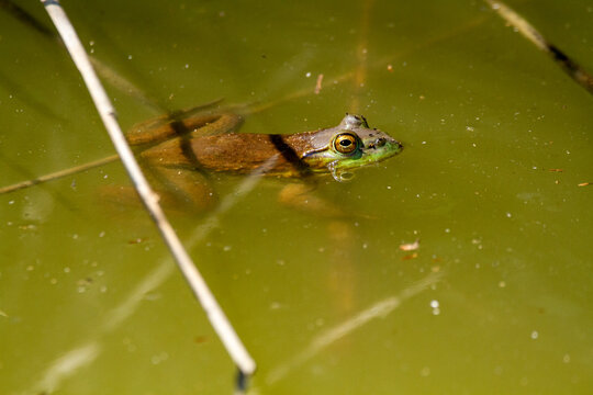 Green frog amphibian mating in spring in lakes and ponds