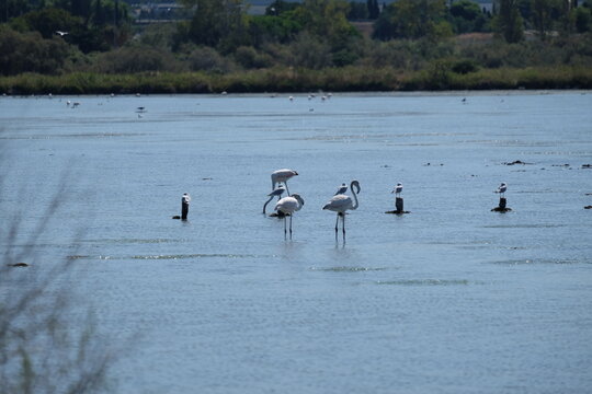 Flamands Roses et autres oiseaux dans les Salins du Lion, Vitrolles, Provence-Alpes-C&ocirc;te-d'Azur, France