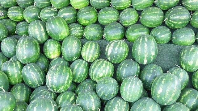 Abundance of fresh green watermelons display in market or grocery store, many large juicy watermelons in natural light