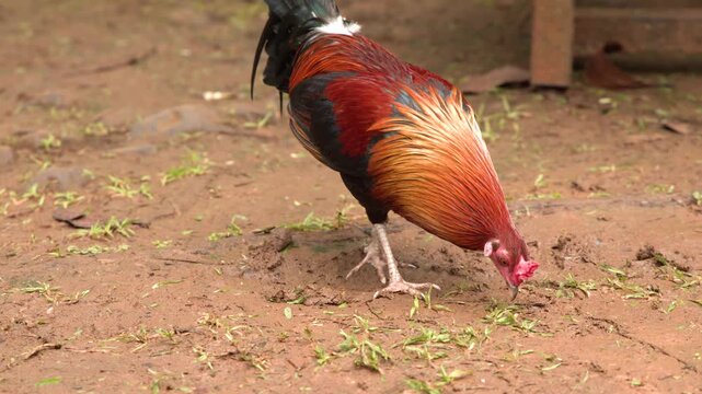 Wild rooster foraging for food on the muddy ground with green grass shoots.
