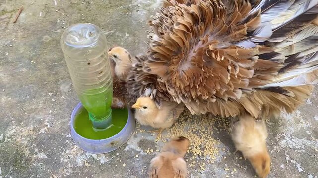 Mother Hen with Baby Chicks Drinking Water From Drinker Container