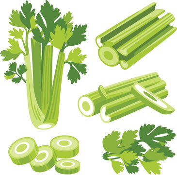 Fresh green celery stalks, whole bunch, sliced pieces, and leafy greens vector illustration set