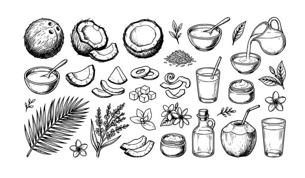 coconut, cosmetic, skincare, oil, cream, milk, palm, leaf, botanical, hand drawn, illustration, sketch, natural, organic, beauty, spa, ingredient, flower, jar, bottle, spoon, bowl, tropical, plant, bl