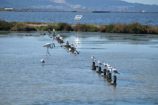 Flamand rose et autres oiseaux marins, Salins du Lion, Vitrolles, Provence Alpes C&ocirc;te d'Azur, France