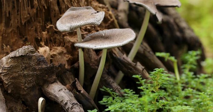 Coprinopsis atramentaria Mushrooms Growing on a Decaying Tree Stump During the Rainy Season