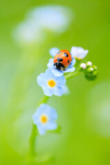 ladybug on flower © mutai