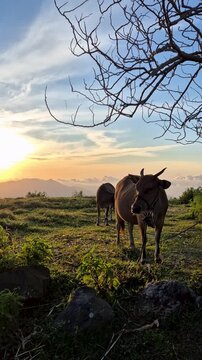 Cows grazing on a scenic mountain hill during a golden sunrise in Kelimutu, Flores, Indonesia.