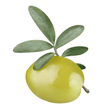 Whole glossy green olive with leafy olive twig, isolated on transparent cutout background