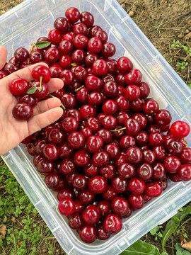 Hand holding freshly picked red cherries in a container