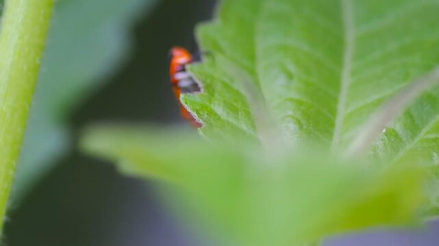 Red cotton stainer bug Dysdercus cingulatus crawling on ground close up