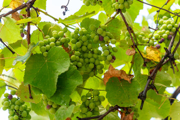 Clusters of unripe green grapes hanging from a vine in the sunlight © k_samurkas