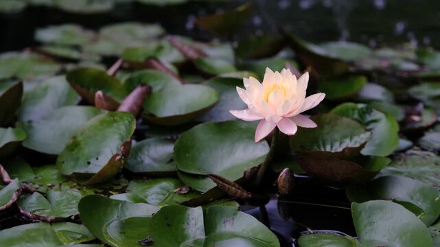 水面に咲く白いスイレン