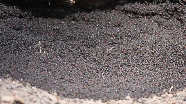 Swarm of Red Wood Ants Crowding Together Close-up