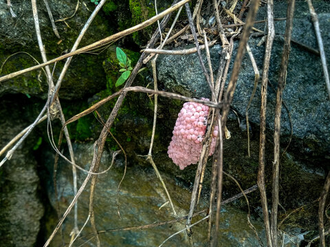 Shot of pink apple snail eggs sticking to plant near rice field. They can damage young plants.