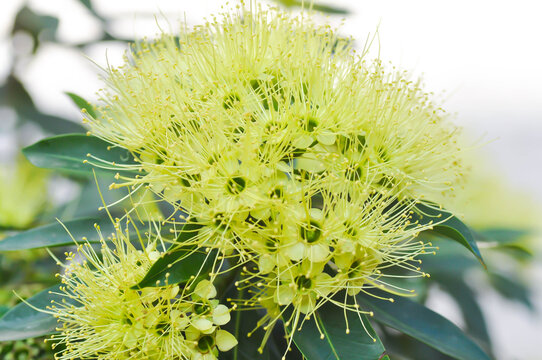 Xanthostemon chrysanthus F Muell Benth or Myrtaceae , Golden Penda or yellow flower