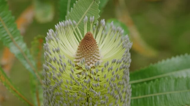 Banksia serrata flower in a garden of Maui,  Hawaii