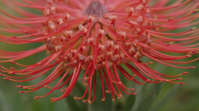 Leucospermum Flower in a garden of Maui, Hawaii