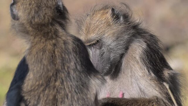 Two adult baboons sitting and grooming each other in Botswana