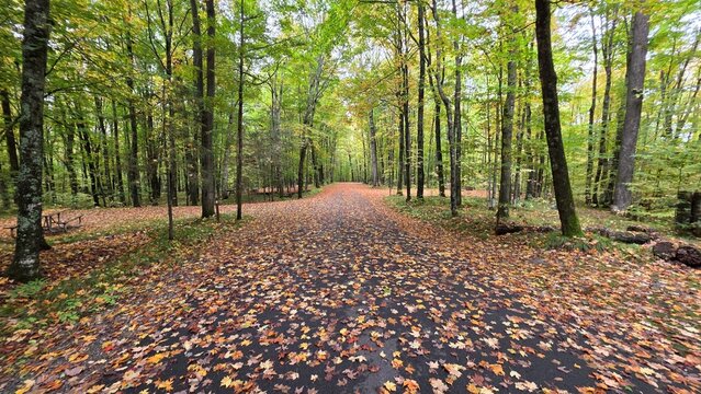 Fall Colors