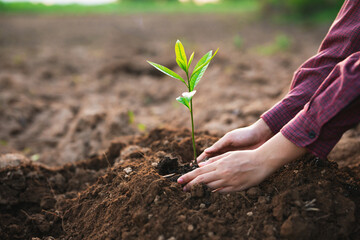 Obraz premium Hands gently press soil around a young sapling