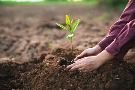 Hands gently press soil around a young sapling