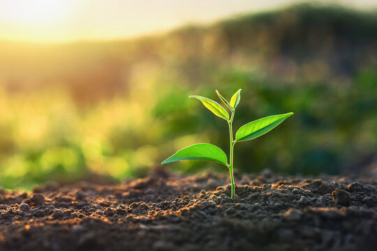 Tiny green shoot pierces rich, dark soil