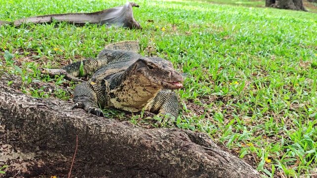 Water monitor lizard lounges on fallen log with alert stillness. Large reptile stretches across lawn grass, head raised and claws visible, giving closeup wildlife detail in natural daylight.