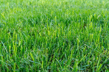 Obraz premium Vibrant green grass blades create a lush, natural carpet for outdoor enjoyment