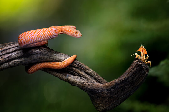 Exotic golden viper snake facing a praying mantis on a tree branch, dramatic predator and prey wildlife encounter in nature