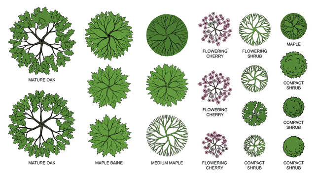 Landscape design tree symbols in top view, architectural site plan vegetation set with mature oak and maple, flowering cherry and compact shrub icons for garden planning and masterplan