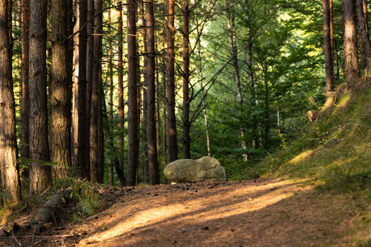 Forest path with large boulder surrounded by pine trees in warm sunlight