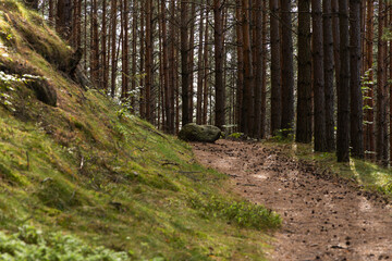 Obraz premium Dirt hiking trail along a grassy hillside slope in dense pine forest