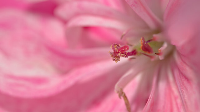 Macro view of the reproductive structures and pollen inside a pink Pelargonium flower.