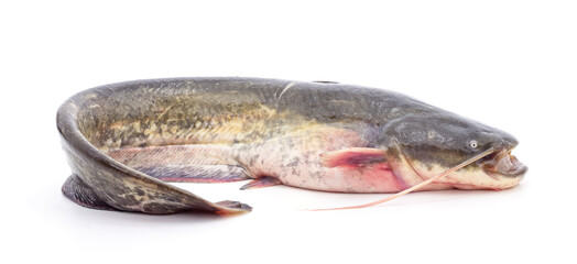 Fototapeta premium Fresh raw catfish isolated on a white background.