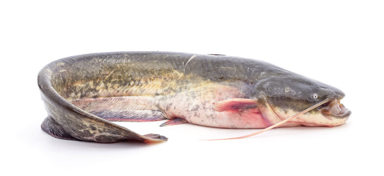 Fresh raw catfish isolated on a white background.