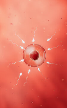 The union of sperm and an egg cell, 3d rendering.