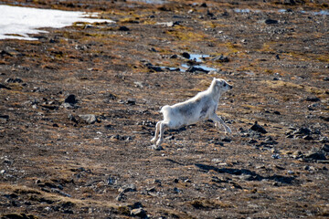 Baby Svalbard reindeer (Rangifer tarandus platyrhynchus) running in Signehamna, Svalbard, Norway © Angela
