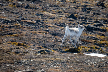 Baby Svalbard reindeer (Rangifer tarandus platyrhynchus) running in Signehamna, Svalbard, Norway © Angela