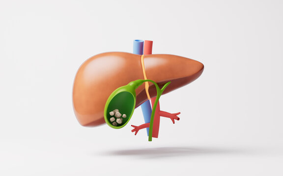 Medical 3D illustration of liver and gallbladder, 3d rendering.