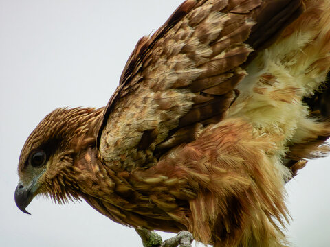 Black  kite