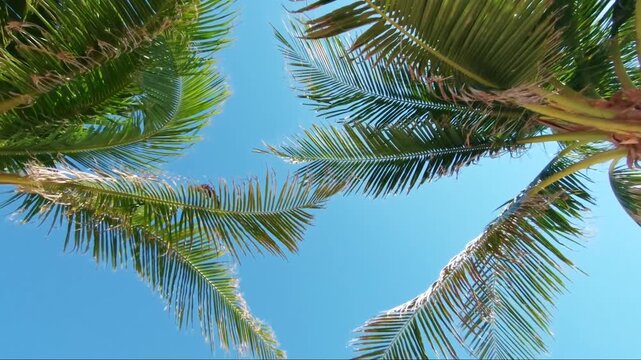Tropical palm leaf frame around bright blue sky background