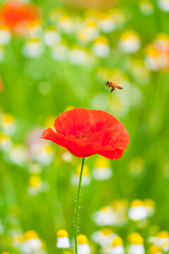 red poppy flowers and bee
