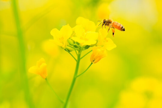 bee on yellow flower