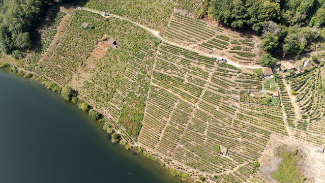 Ribeira Sacra vineyards terracing along Mino river in Galicia