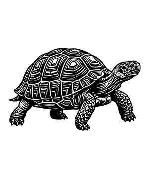 Detailed black and white illustration of a walking tortoise isolated on a clean white background