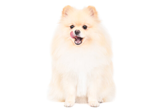 Adorable Pomeranian Spitz licking his tongue sitting isolated on white background